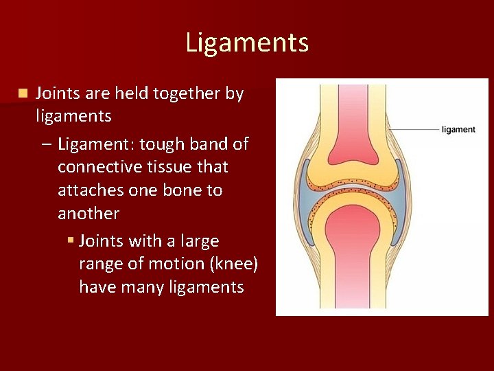 Ligaments n Joints are held together by ligaments – Ligament: tough band of connective
