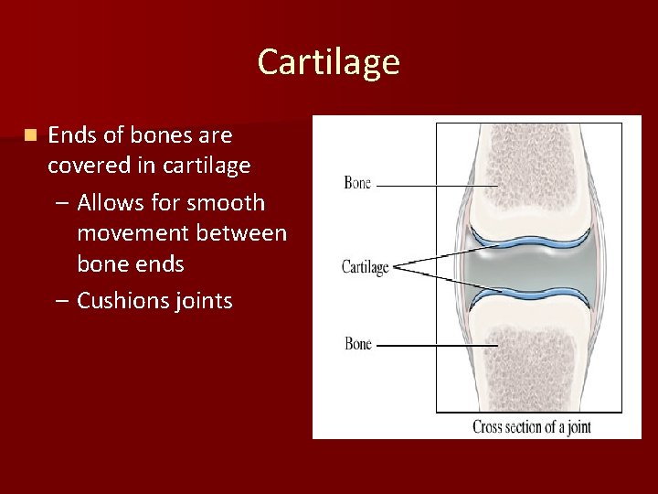 Cartilage n Ends of bones are covered in cartilage – Allows for smooth movement