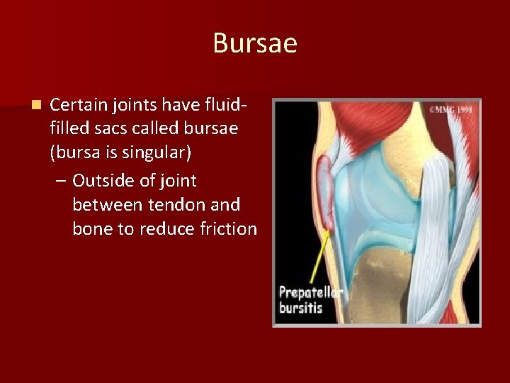 Bursae n Certain joints have fluidfilled sacs called bursae (bursa is singular) – Outside