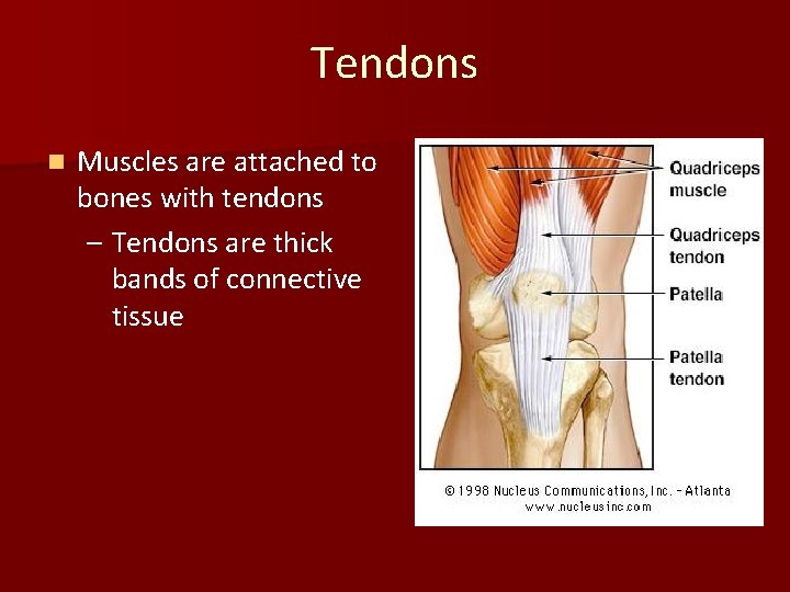 Tendons n Muscles are attached to bones with tendons – Tendons are thick bands