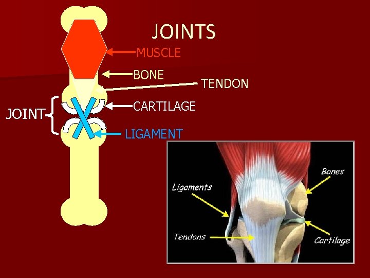 JOINTS MUSCLE BONE JOINT CARTILAGE LIGAMENT TENDON 