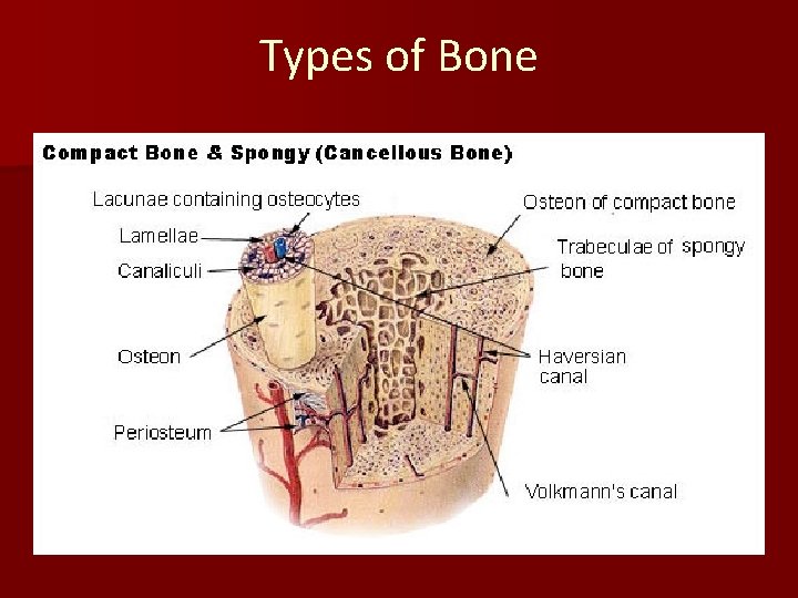 Types of Bone 