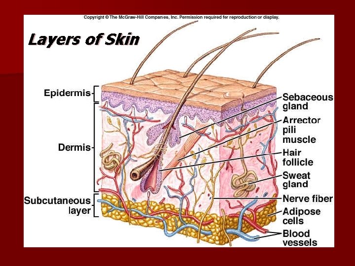 Layers of Skin 