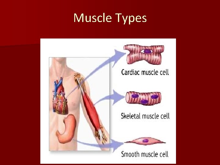 Muscle Types 