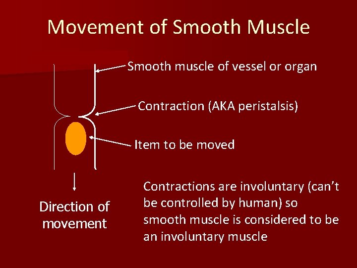 Movement of Smooth Muscle Smooth muscle of vessel or organ Contraction (AKA peristalsis) Item