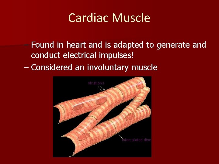 Cardiac Muscle – Found in heart and is adapted to generate and conduct electrical