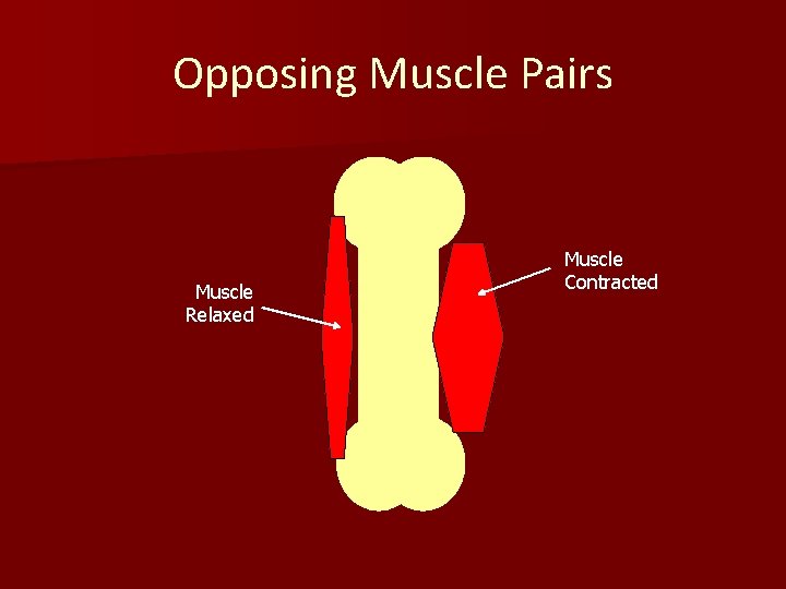 Opposing Muscle Pairs Muscle Relaxed Muscle Contracted 