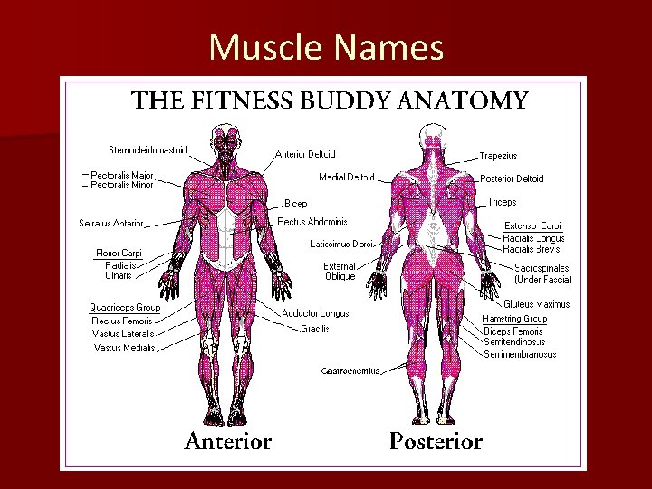 Muscle Names 