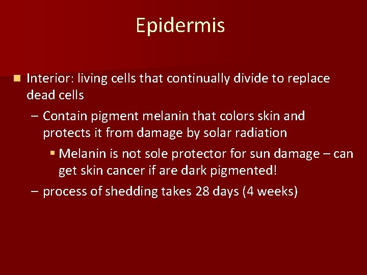 Epidermis n Interior: living cells that continually divide to replace dead cells – Contain