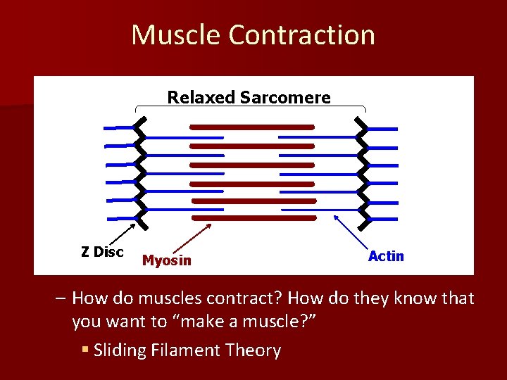 Muscle Contraction Relaxed Sarcomere Z Disc Myosin Actin – How do muscles contract? How