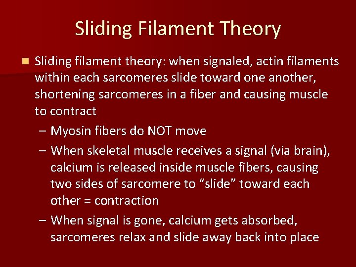 Sliding Filament Theory n Sliding filament theory: when signaled, actin filaments within each sarcomeres