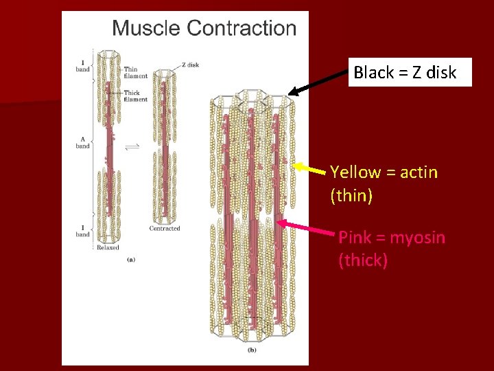 Black = Z disk Yellow = actin (thin) Pink = myosin (thick) 