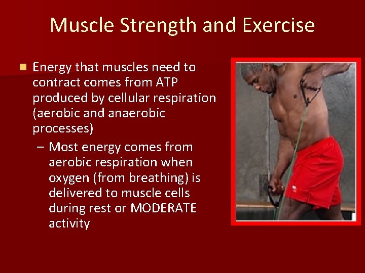 Muscle Strength and Exercise n Energy that muscles need to contract comes from ATP