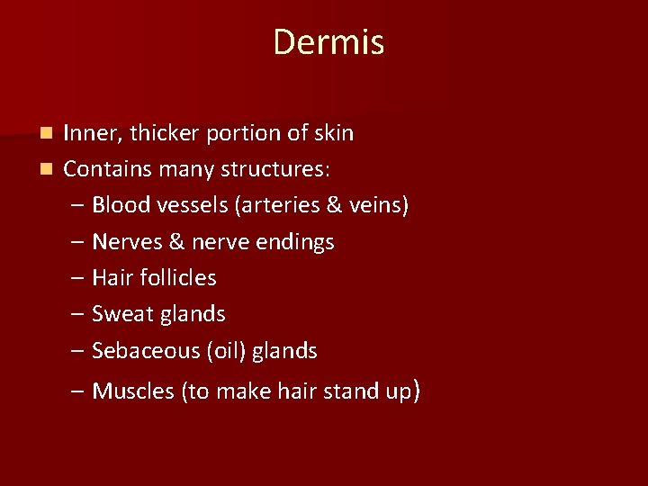 Dermis Inner, thicker portion of skin n Contains many structures: – Blood vessels (arteries