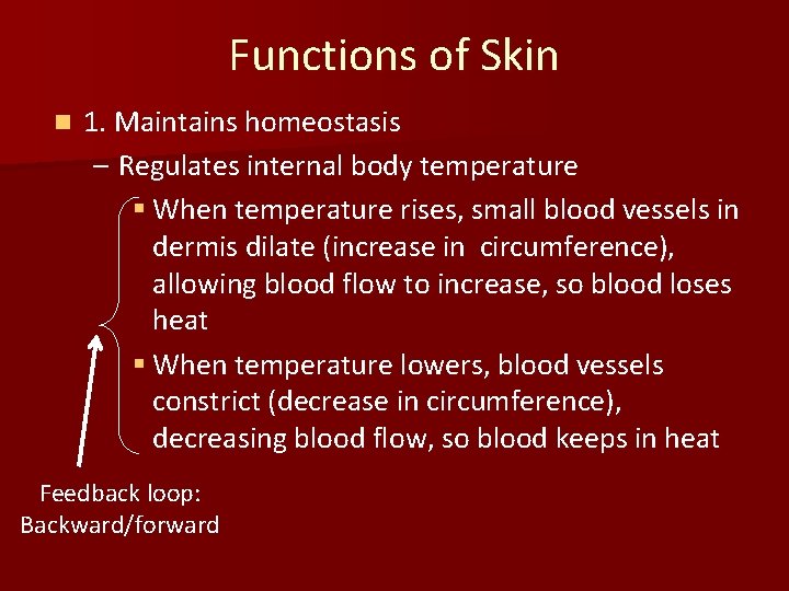 Functions of Skin n 1. Maintains homeostasis – Regulates internal body temperature § When