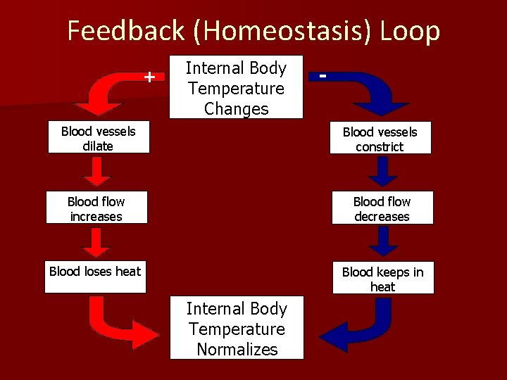Feedback (Homeostasis) Loop + Internal Body Temperature Changes - Blood vessels dilate Blood vessels