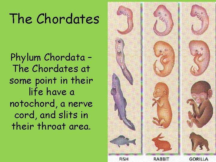 The Chordates Phylum Chordata – The Chordates at some point in their life have