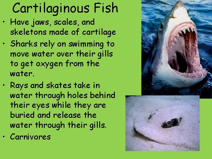 Cartilaginous Fish • Have jaws, scales, and skeletons made of cartilage • Sharks rely