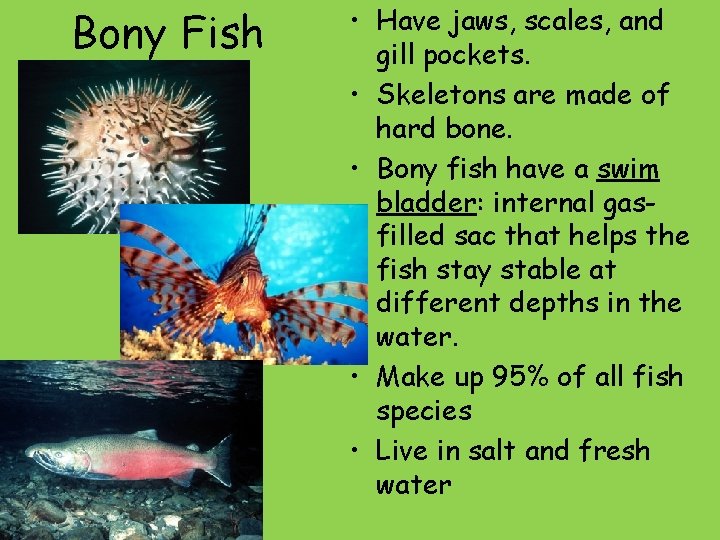 Bony Fish • Have jaws, scales, and gill pockets. • Skeletons are made of