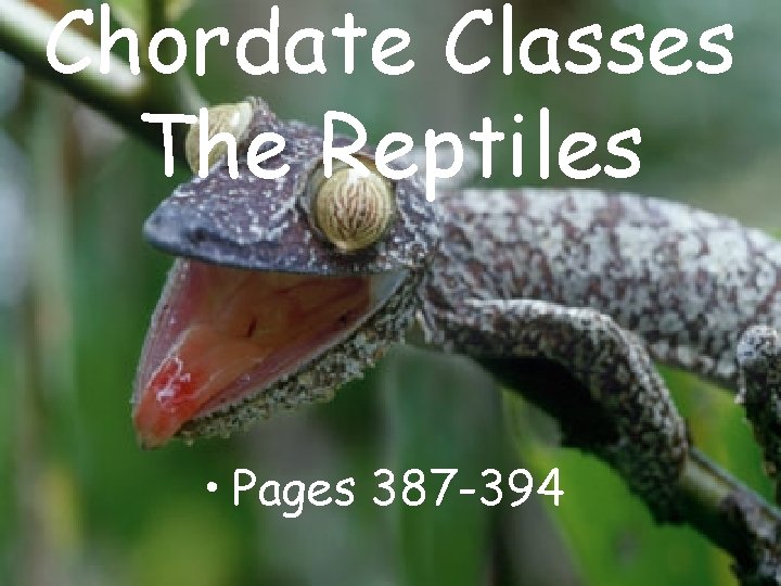 Chordate Classes The Reptiles • Pages 387 -394 