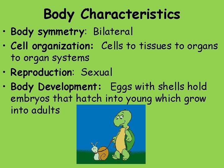 Body Characteristics • Body symmetry: Bilateral • Cell organization: Cells to tissues to organ