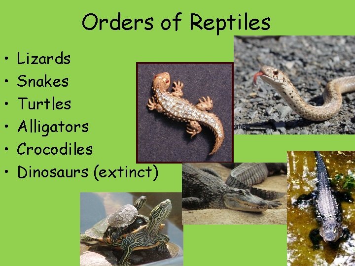 Orders of Reptiles • • • Lizards Snakes Turtles Alligators Crocodiles Dinosaurs (extinct) 