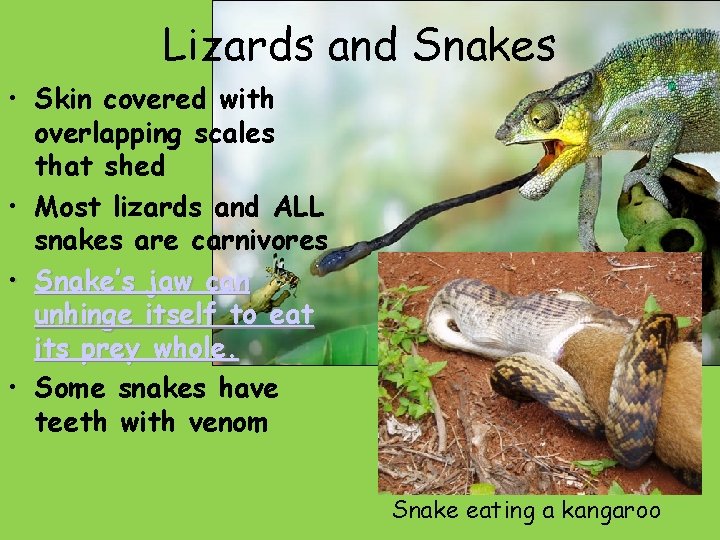 Lizards and Snakes • Skin covered with overlapping scales that shed • Most lizards