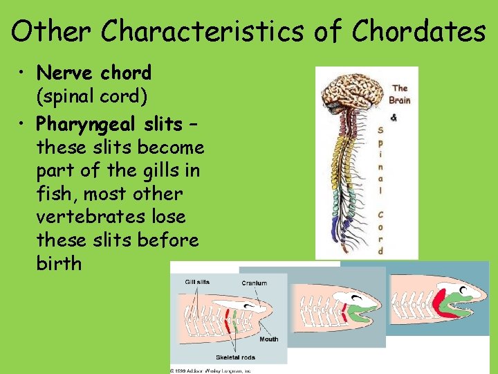 Other Characteristics of Chordates • Nerve chord (spinal cord) • Pharyngeal slits – these