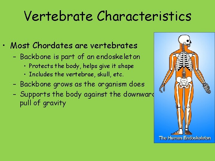 Vertebrate Characteristics • Most Chordates are vertebrates – Backbone is part of an endoskeleton