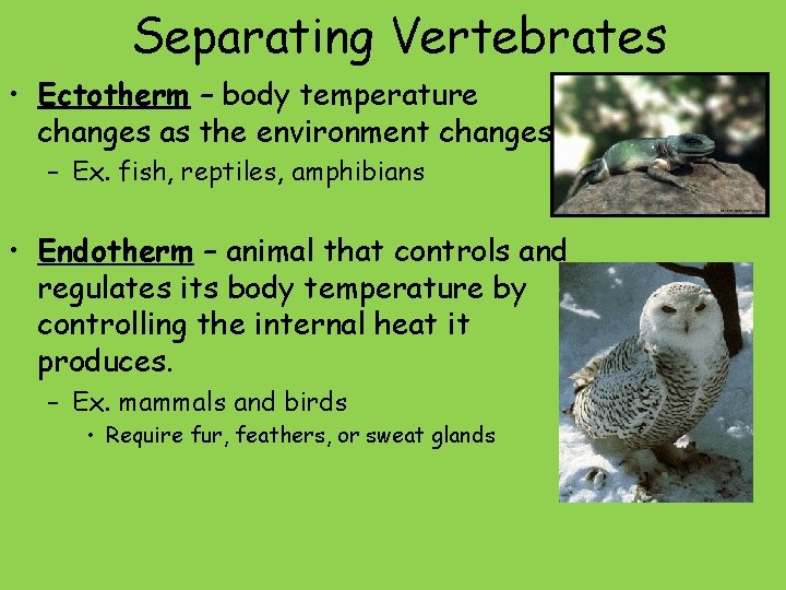 Separating Vertebrates • Ectotherm – body temperature changes as the environment changes – Ex.