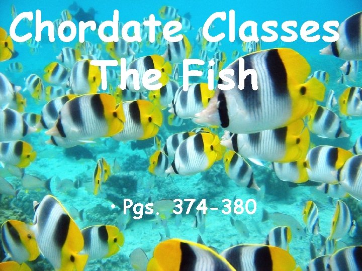 Chordate Classes The Fish • Pgs. 374 -380 