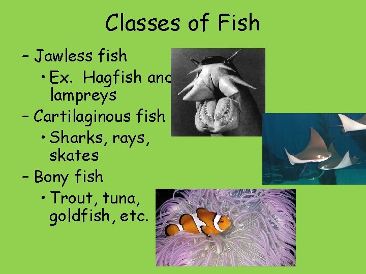 Classes of Fish – Jawless fish • Ex. Hagfish and lampreys – Cartilaginous fish