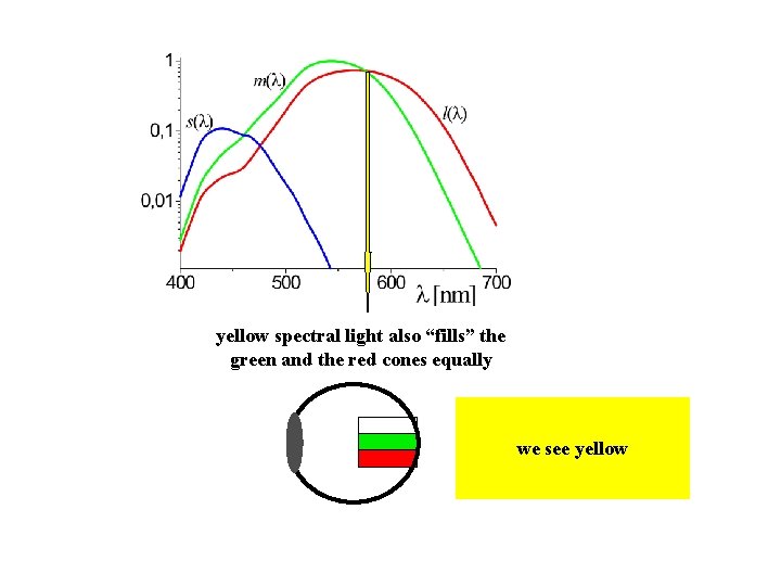 yellow spectral light also “fills” the green and the red cones equally we see