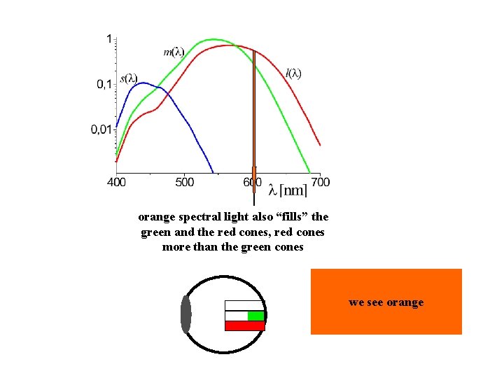 orange spectral light also “fills” the green and the red cones, red cones more