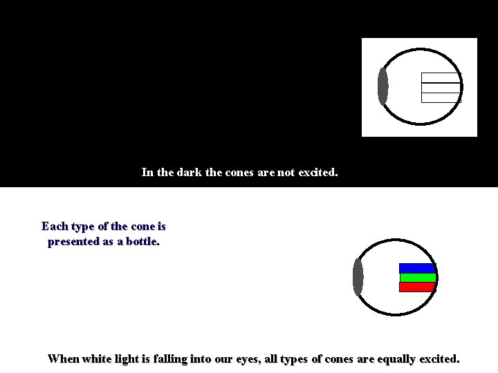 In the dark the cones are not excited. Each type of the cone is
