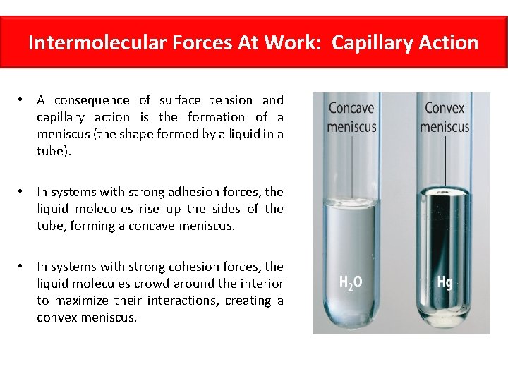 Intermolecular Forces At Work: Capillary Action • A consequence of surface tension and capillary