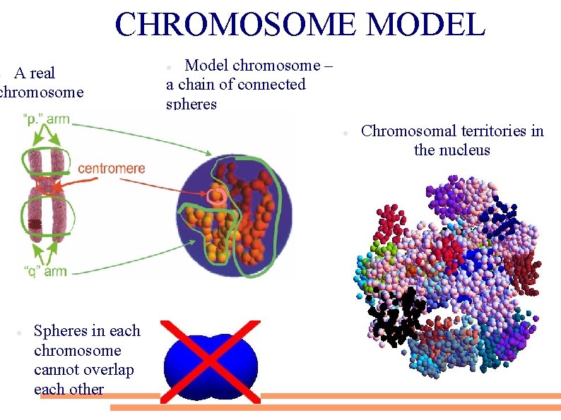 CHROMOSOME MODEL A real chromosome Model chromosome – a chain of connected spheres Spheres