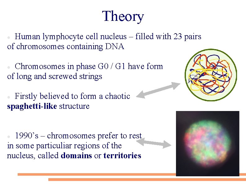 Theory Human lymphocyte cell nucleus – filled with 23 pairs of chromosomes containing DNA