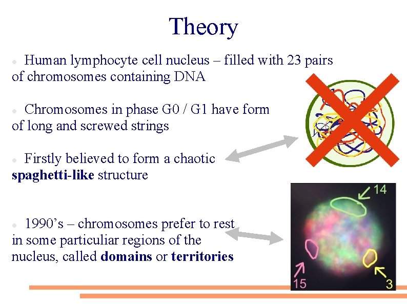 Theory Human lymphocyte cell nucleus – filled with 23 pairs of chromosomes containing DNA