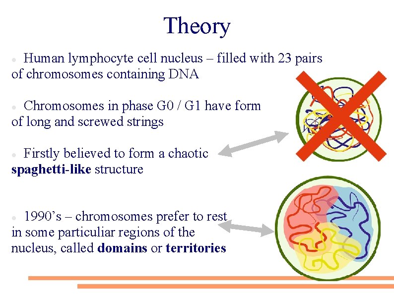 Theory Human lymphocyte cell nucleus – filled with 23 pairs of chromosomes containing DNA