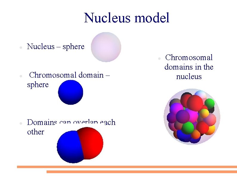 Nucleus model Nucleus – sphere Chromosomal domain – sphere Domains can overlap each other