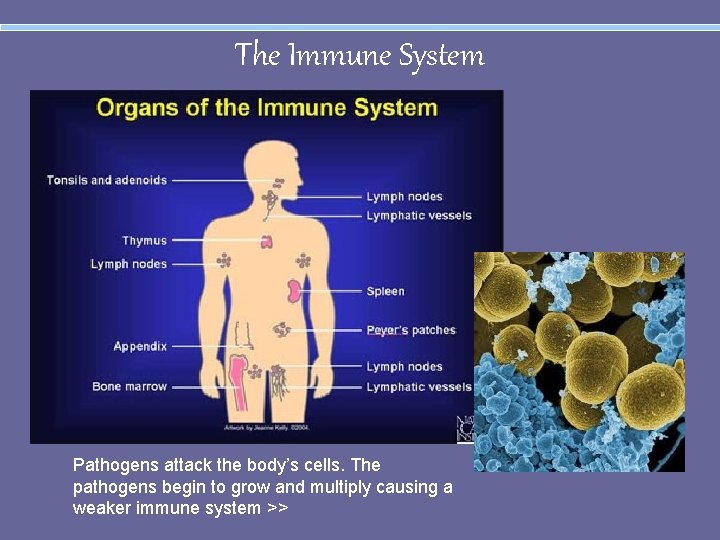 The Immune System Pathogens attack the body’s cells. The pathogens begin to grow and