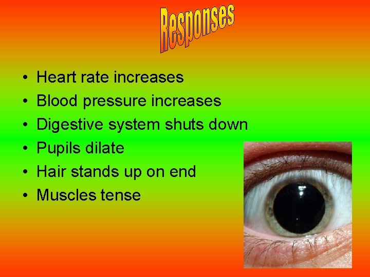  • • • Heart rate increases Blood pressure increases Digestive system shuts down