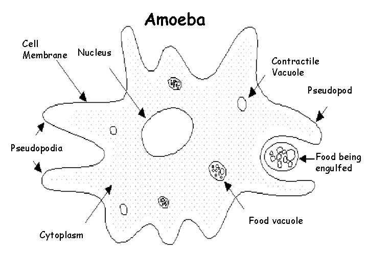 Amoeba Cell Membrane Nucleus Contractile Vacuole Pseudopodia Food being engulfed Food vacuole Cytoplasm 