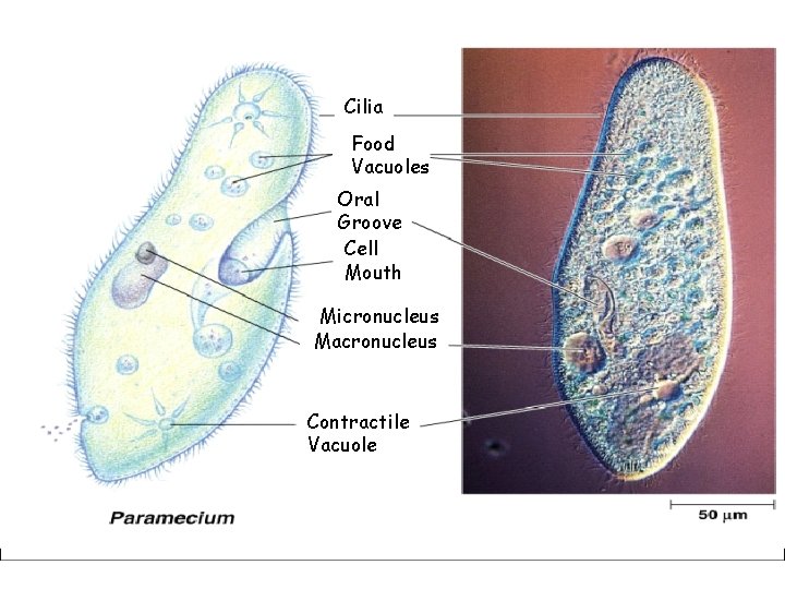 Cilia Food Vacuoles Oral Groove Cell Mouth Micronucleus Macronucleus Contractile Vacuole 