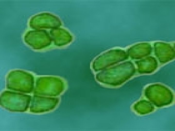Some unicellular organisms show plant like features. Eg pleurococcus 