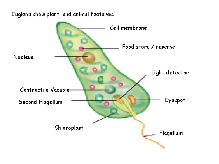Euglena show plant and animal features. Cell membrane Food store / reserve Nucleus Light