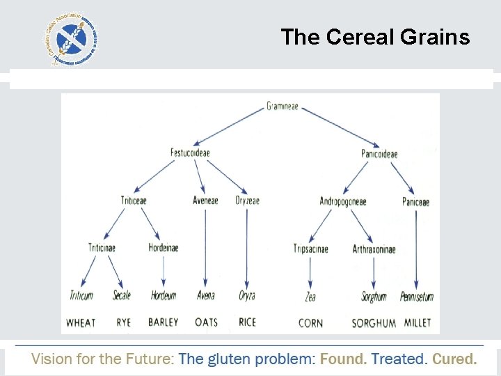 The Cereal Grains 