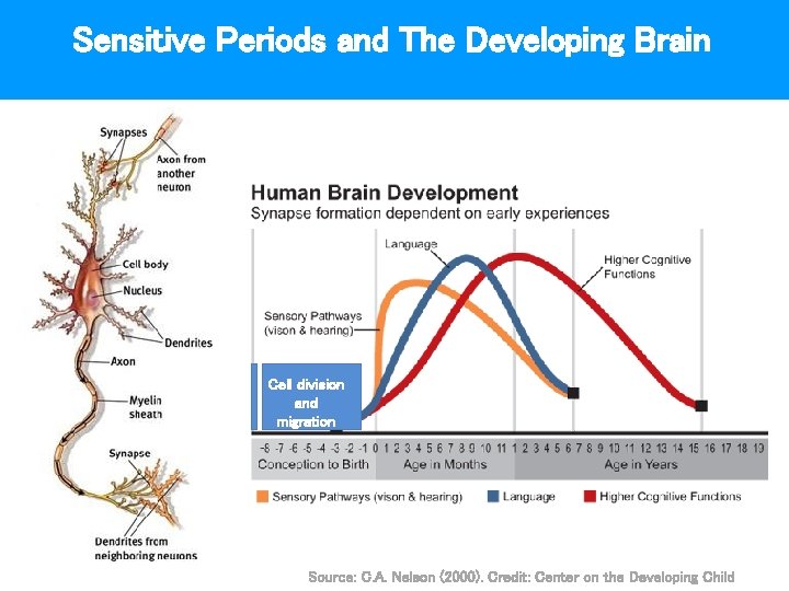 Sensitive Periods and The Developing Brain Cell division and migration Source: C. A. Nelson