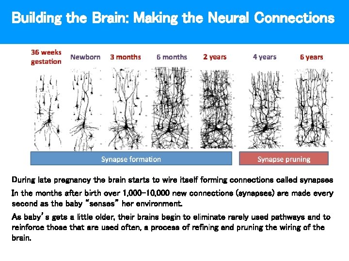 Building the Brain: Making the Neural Connections During late pregnancy the brain starts to